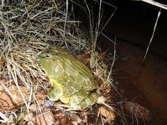 Pyxicephalus adspersus