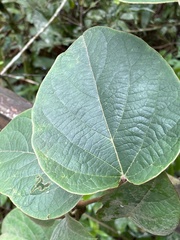 Stigmaphyllon bonariense