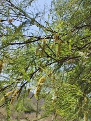 Prosopis alba