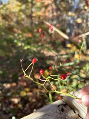 Aronia arbutifolia
