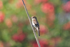 Myiophobus fasciatus