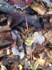 Nabalus serpentarius