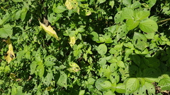 Isoglossa woodii