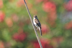 Myiophobus fasciatus
