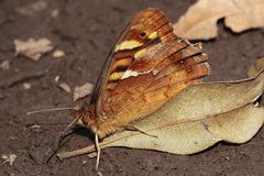 Pararge xiphioides