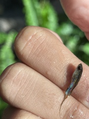Poecilia reticulata