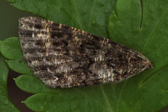 Ascotis fortunata