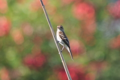 Myiophobus fasciatus