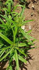Cyperus albostriatus