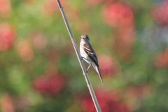 Myiophobus fasciatus
