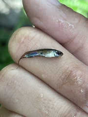 Poecilia reticulata