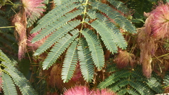 Albizia julibrissin