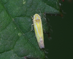 Lindbergina aurovittata