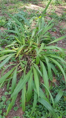 Setaria megaphylla