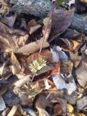 Nabalus serpentarius