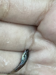 Poecilia reticulata
