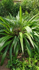 Setaria megaphylla