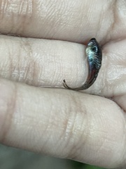 Poecilia reticulata
