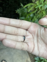 Poecilia reticulata