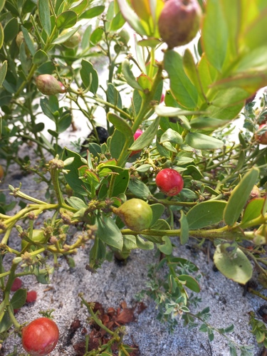 Osyris speciosa