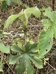 Cecropia pachystachya