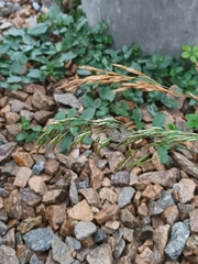 Brachypodium sylvaticum