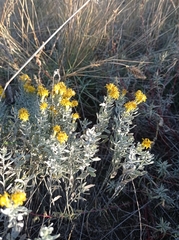 Galatella villosa