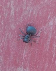 Aphantochilus rogersi