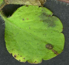 Puccinia veronicae