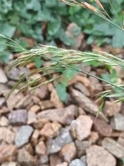 Brachypodium sylvaticum