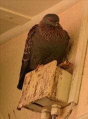 Columba guinea