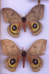 Automeris belti