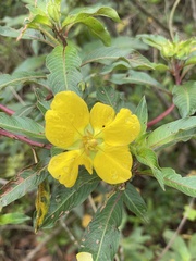 Ludwigia elegans