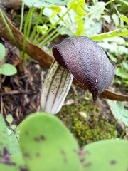 Arisarum simorrhinum