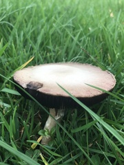 Agaricus
