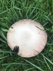 Agaricus
