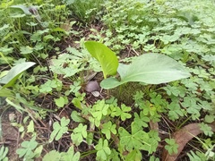 Arisarum simorrhinum