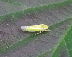 Lindbergina aurovittata