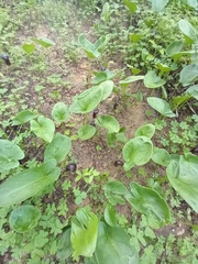 Arisarum simorrhinum