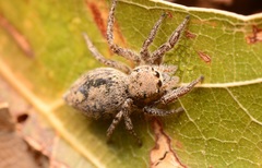 Habronattus coecatus