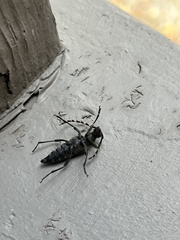 Stictoleptura canadensis