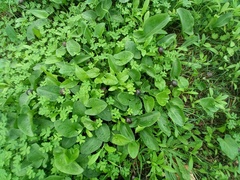 Arisarum simorrhinum