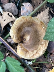 Paxillus