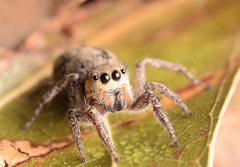 Habronattus coecatus