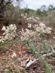 Eupatorium mohrii