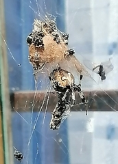 Zosis geniculata