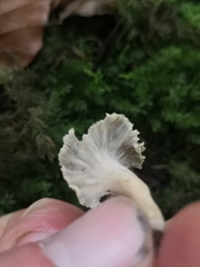 Craterellus cinereus