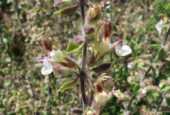 Teucrium flavum