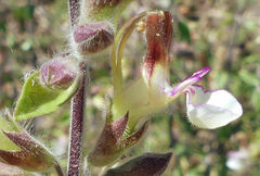 Teucrium flavum