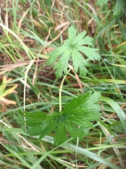 Geranium sylvaticum